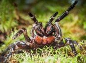 Все дело в самках: почему одни из самых опасных пауков в мире выработали свой убийственный яд