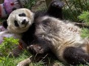 В зоопарке Сан-Диего на свет появился детеныш гигантской панды