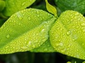 Дощі втамують спеку - у Карпатах прогнозують до +14° удень