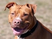 В США два питбуля насмерть загрызли женщину