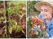 Як правильно підв’язувати помідори