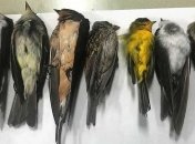 "Сотни тысяч и, возможно, даже миллионы": на юго-западе США массово гибнут перелетные птицы