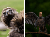 Черный гриф