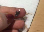 Киевский адвокат зашла перекусить в кафе, но в десерте ее поджидал смертельно опасный "сюрприз" (фото)