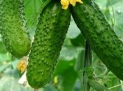 Увлажняющий огуречный лосьон в домашних условиях