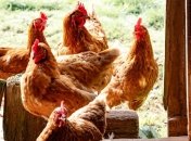 "Без антибиотиков": Крупнейший производитель курятины заявил, как новая програма повлияла на цены