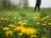 "Не смотрите на одуванчик, а суйте в рот": Евгений Клопотенко поделился необычным рецептом закуски 