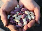 Благоприятные дни для посадки фасоли