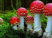 Ученые нашли древние ископаемые грибы возрастом 100 млн лет