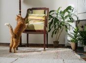 Уход за вазонами зимой - как правильно поливать