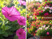 С этим удобрением петунии и сульфинии будут цветы пышнее