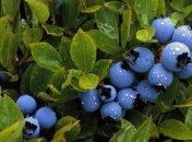 Черника улучшает работу мозга у детей