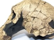 В Африке могли сосуществовать 3 вида людей