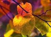 Праздник 16 октября: главные приметы и что категорически запрещено делать