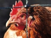 В Николаевской области в импортной курятине обнаружили сальмонеллу 