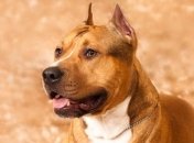 Жителей Донецка обязали выгуливать собак с совком и кульком