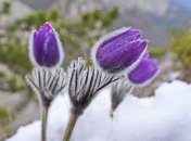 Яркие цветы на фоне снега: в сети показали сказочные фото весны в Крыму