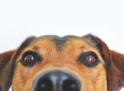 Умнее, чем мы думали: невероятные факты об интеллекте животных