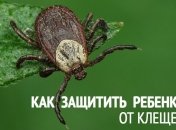 Клещи: ликбез для родителей, что делать при укусе клеща