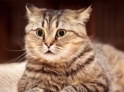 Яким знакам Зодіаку варто готуватися до змін у вересні 2022 року