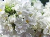 Прогноз погоды в Украине на 1 мая: солнечно только на севере