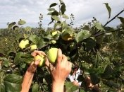 РФ запретила ввоз яблок и пекинской капусты из Украины