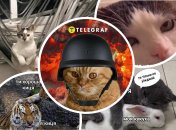 Смешные котики всегда поднимают настроение