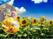 Подсолнечнику на юге в этом году нелегко