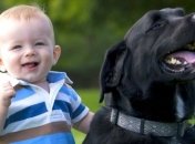 Ученые: Собаки защищают детей от респираторных заболеваний