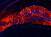 Стало известно, как улучшать или подавлять память