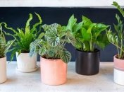 Список растений, которые помогут побороть бессоницу