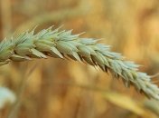 Экспорт зерна и муки значительно вырос