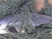 Калифорнийские морские свиньи на грани исчезновения: в мире осталось меньше 19 вакит