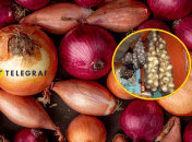 Цибуля потрібна для приготування багатьох страв