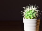 Способны ли комнатные растения очистить воздух в доме? 