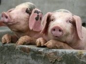 Новые вспышки АЧС зафиксированы еще в трех областях Украины