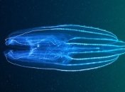 Внесены некоторые дополнения в теорию эволюции