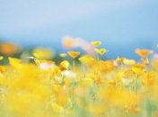 Погода на День Независимости: синоптики обещают тепло и без осадков 