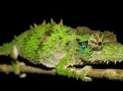 Язык хамелеона разгоняется до 100 км/ч за сотую долю секунды 