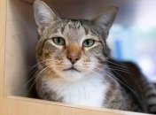 Убил кота прямо на глазах у владельца: всплыли новые детали об одесском живодере