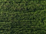 Посіви ярого ячменю, гороху та буряків пошкоджені через заморозки