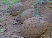 Были найдены яйца динозавров в отличнейшем состоянии