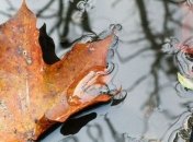 Прогноз погоды в Украине на 18 сентября: местами ожидаются дожди с грозами 