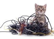Поможет копеечное средство: как отучить кошку грызть провода