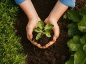 Що з овочів можна садити у червні