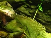 В Австралии глобальное потепление заставило ящериц сменить пол