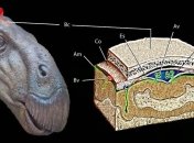 Палеонтологи впервые нашли мозг динозавра (Видео)