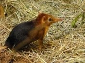 Ученые выяснили, какие млекопитающие выжили после исчезновения динозавров