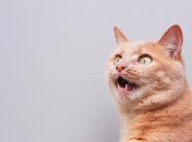 Ракам и Дев офигеют в ближайшее время