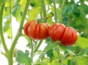 Помидоры будут крупными и сочными